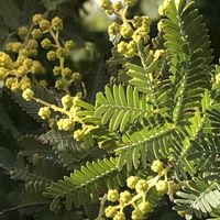 ミモザ,銀葉アカシアプルプレア,ギンヨウアカシア,銀葉アカシア,アカシア デアネイの画像