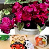 カーネーション,カーネーション,ゼラニウム,ゼラニウム,ガーデンシクラメンの画像