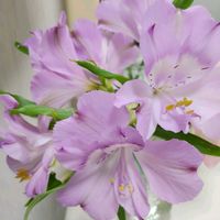 ラナンキュラス,アリストロメリアの画像