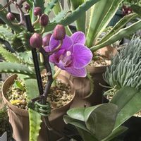 コチョウランの画像