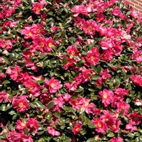 サザンカの画像