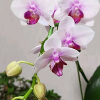 コチョウラン,コチョウラン,出窓,可愛い❤,リビング・ダイニングの画像