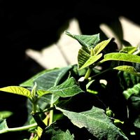 プリンセチアの画像