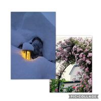 バラ,祈り,お家園芸,*薔薇,薔薇前庭の画像