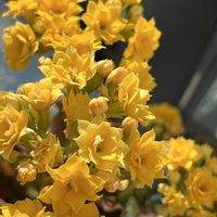 カランコエ,満開,ビタミンカラー,花のある暮らしの画像