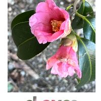 ツバキ,ピンク大好き,ウォーキングの楽しみの画像