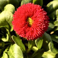 ヒナギク,ヒナギク,デージー,デージー,フルーツトマトの画像