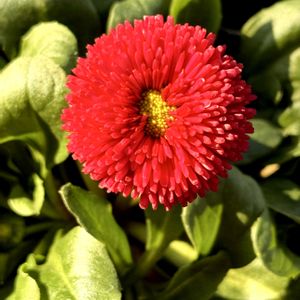 ヒナギク,ヒナギク,デージー,デージー,フルーツトマトの画像