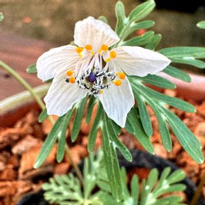 セツブンソウ,セツブンソウ,節分草,山野草,花のある暮らしの画像