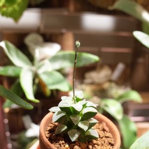 ハオルチア,ハオルチア,ピグマエア雪之禮磨面寿,多肉植物,観葉植物の画像