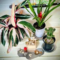 グズマニア,グズマニア,カラテア,カラテア,大正キリンの画像