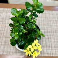 カランコエ,カランコエ,カランコエ,カランコエの画像