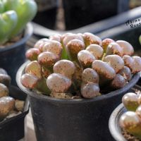 メセン,コノフィツム属,タニラー,その他部屋の画像