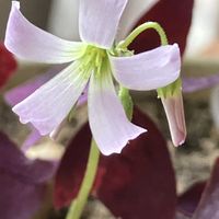 オキザリス,オキザリス・トリアングラリス,小さな花,ピンク,癒しの画像