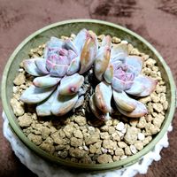 アルビカンス,水仙,しだれ梅,しだれ梅,雪の雲仙岳の画像