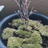 ホソバオキナゴケ,イロハモミジ,苔 こけ,ガーデニングショップ,世界平和の画像