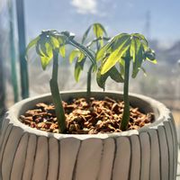 パキラ,パキラちゃんの画像