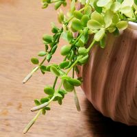 ペペロミア,ペペロミア イザベラ,植物のある暮らし,植中毒,植物大好きの画像