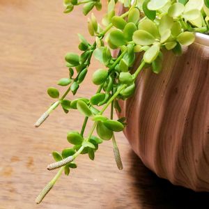 ペペロミア,ペペロミア イザベラ,植物のある暮らし,植中毒,植物大好きの画像