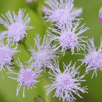 アゲラタム,EOS,青い花マニア,チーム・ブルー,チーム・ブルーNo.022の画像