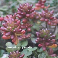 スノードロップ,虹の玉,メジロ,ワンダーデコール,詐欺に注意の画像