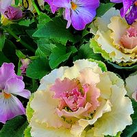 ウメ,クリスマスローズ,デージー,葉牡丹,青空。の画像