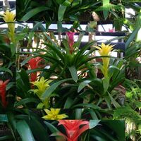 グズマニア,バナナ,ココヤシの実,ブルグマンシア・ウェルシコロル,セイロンマンリョウの実の画像