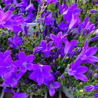 ベルフラワー,ベルフラワー（乙女桔梗）,花撮りドライブ,みのり宇都宮インターパーク店,花売り展示場の画像