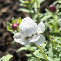 ハナカンザシ,花かんざし,花かんざし,散歩,白い花の画像