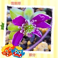 雪割草,花のある暮らし,小庭,植物大好き,人に優しくの画像