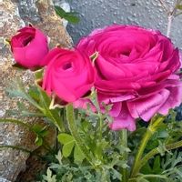 ラナンキュラス,かわいい,赤い花,可愛い,癒しの画像