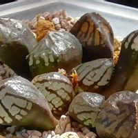 水晶魔界ミュータント,ハオルチア属,多肉ちゃん,ボタニカルライフ,新芽の画像