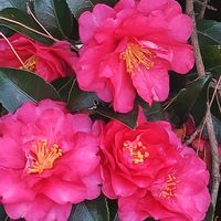 サザンカ,サザンカ,サザンカ,サザンカ,サザンカの画像