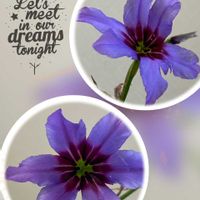 スイートピー,リューココリーネ,切り花,平和を願う,青い花マニアの画像