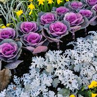 シロタエギク,スイセン,葉牡丹,ビオラ,カラフルな火曜日の画像