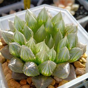 ジェリーフィッシュ×ピリフェラ,ハオルチア属,多肉ちゃん,ボタニカルライフ,新芽の画像