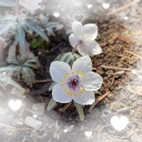 セツブンソウ,センニチコウ,お花大好き♡,復興祈願,今日のお花の画像