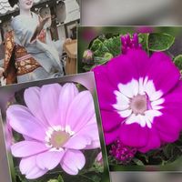 アネモネ,ガーベラ,サイネリア,サイネリア,ビオラの画像