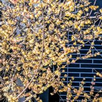 ウメ,ロウバイ,ハオルチア,ハオルチア,赤い花の画像