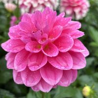 ダリア,川西ダリヤ園,お散歩ちゃんキーホルダー,お散歩は季節をまとって,大人のきせかえ人形の画像