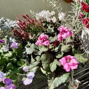 イングリッシュラベンダー,寄せ植え,ベランダの画像