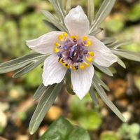 セツブンソウ,エランティス,セツブンソウの花後，,ヒメリュウキンカの葉株,山野草の画像