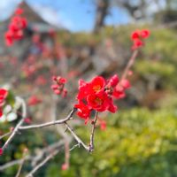 ナンテン,ナンテン,ボケ,ボケ,赤い花の画像