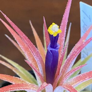 チランジア,イオナンタ ルブラの画像