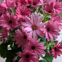 サイネリア,サイネリア,サイネリア,ハーデンベルギア,ハーデンベルギアの画像