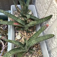 ガステリア墨鉾,ベランダの画像