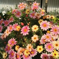 ネメシア,マーガレット,マーガレット,癒される,花のある暮らしの画像