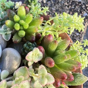 多肉寄せ,チームGS♡の画像