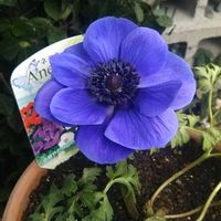 アネモネポルト,新入りさん,花のある暮らし,激安！,おうち園芸の画像
