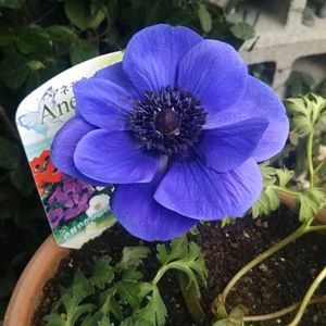 アネモネポルト,新入りさん,花のある暮らし,激安！,おうち園芸の画像